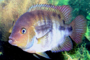 Cichlasome sadzhik: opis ribe