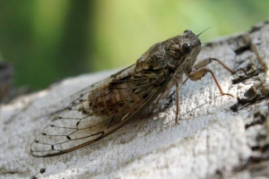 Cicada - pjevački kukca Cicada - pjevački kukca