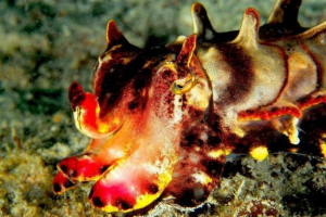 Cvjetna karacatia metasepia pfefferi - svijetli mekušac