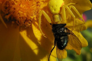 Cvjetni žuti pauk: web - nije njegov element Cvjetni žuti pauk: web - nije njegov element