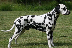 Dalmatinski: uočeni šarm dekorativnog odredišta Dalmatinski: uočeni šarm dekorativnog odredišta