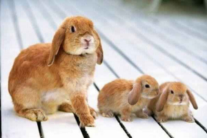 Ukrasni zečevi: sorte pasmina i boja Ukrasni zečevi: sorte pasmina i boja