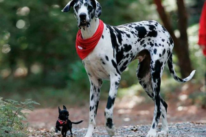 Ukrasne pasmine pasa - top-16 Ukrasne pasmine pasa - top-16