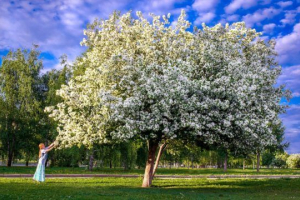Ukrasne vrste biljaka