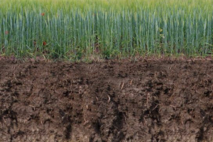 Tla od trajekta Tla od trajekta