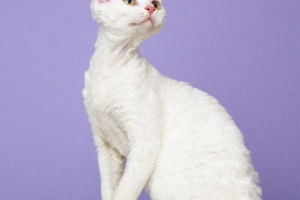 Devon rex: curry iz prirode Devon rex: curry iz prirode