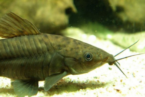 Dianama duga ili brončana dianema Dianama duga ili brončana dianema