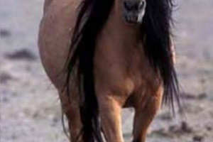 Divlji konji mustanga