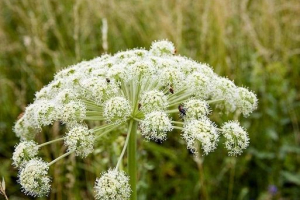 Otrovne biljke rusije Otrovne biljke rusije