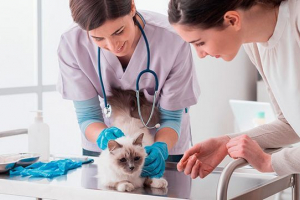 Dirofilyosiza u mačkama - mehanizam infekcije