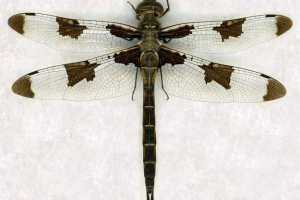 Sibirski dugo - ekskluzivni tropski zmaj