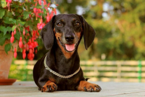 Long dog - dachshund: zanimljivo o pasmini Long dog - dachshund: zanimljivo o pasmini