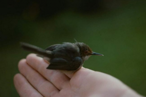 Smiješna djevojka - modna ptica Smiješna djevojka - modna ptica