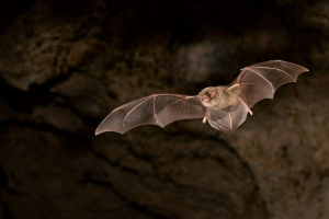 Dugogodišnji Dugogodišnji