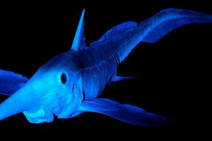 Chimera s dugim očima - čudovište dubokog vode Chimera s dugim očima - čudovište dubokog vode