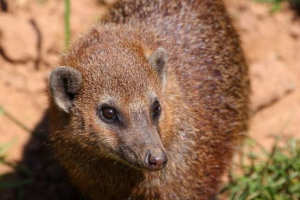 Long-os kusimanza: životinja s neobičnim imenom