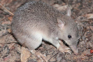 Long bandicut: opis australske endemije