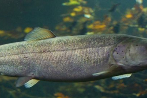 Dugo prijateljski palia lijevovidov Dugo prijateljski palia lijevovidov