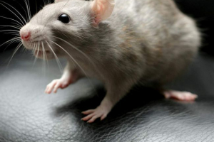 Za 300 štakora traže sklonište u münchenu