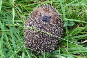 Za koje jež iglice?