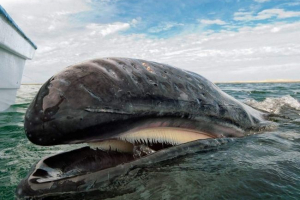 Za nadzor za sive kitove prilagođenih bespilotnih zrakoplova