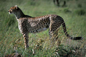 Dnevne životinje i biljke Dnevne životinje i biljke