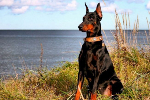 Dobermanac Dobermanac