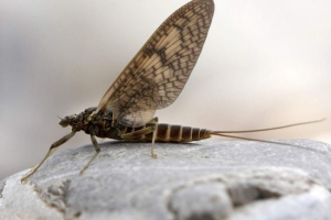 Prapovijesne pilame i njihove značajke Prapovijesne pilame i njihove značajke