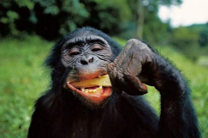 Dokazane kulinarske sposobnosti čimpanze