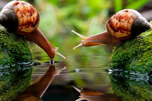 Mekušac izvješće za školu Mekušac izvješće za školu