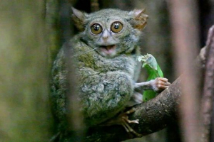 Odricanje-duh - drugo svijet stvorenje ili primat? Odricanje-duh - drugo svijet stvorenje ili primat?