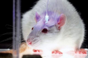 Početna štakori: razne pasmine i savjete o sadržaju Početna štakori: razne pasmine i savjete o sadržaju