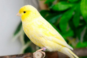 Home kanarika Home kanarika