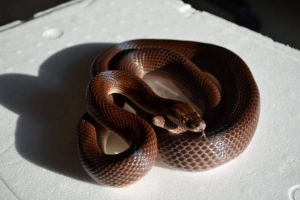 Dom african snake - poslušni ljubimac