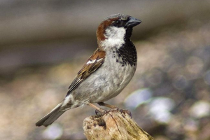Kuća sparrow - opis, fotografija i video Kuća sparrow - opis, fotografija i video