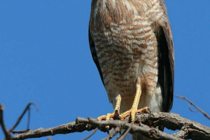 Road cannuk Road cannuk