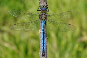 Car pokretači - najveći dragonfly rusije Car pokretači - najveći dragonfly rusije