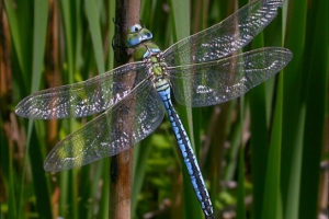 Insekti crvene knjige