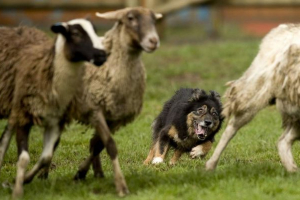 Shepherd trening kao ovce pastir Shepherd trening kao ovce pastir