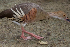 Drva patka itona Drva patka itona