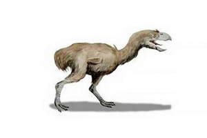 Drevne fosilne ptice - pogled, opis, činjenice i fotografije prapovijesnih ptica Drevne fosilne ptice - pogled, opis, činjenice i fotografije prapovijesnih ptica