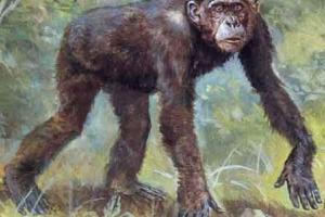 Driopitek - izumrli predak čovjek Driopitek - izumrli predak čovjek