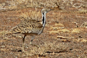 Drop ljepotu (wychi) Drop ljepotu (wychi)