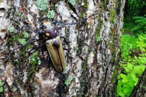 Rovarovna zahtjev - fosilni kukac Rovarovna zahtjev - fosilni kukac