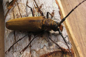 Drvosječa relikt Drvosječa relikt