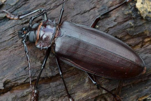 Šumaca-titan Šumaca-titan