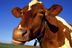 Nesreća u kuzbass: motociklist se sudario s kravom