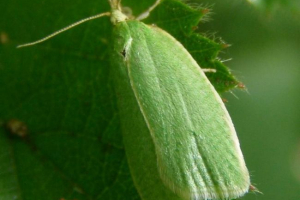 Hrastov laptop - zeleno. Stanište i način života. Hrastov laptop - zeleno. Stanište i način života.