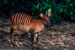 Duiker Duiker