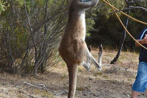 Dva australca i klokan s zalijevanjem mogu Dva australca i klokan s zalijevanjem mogu